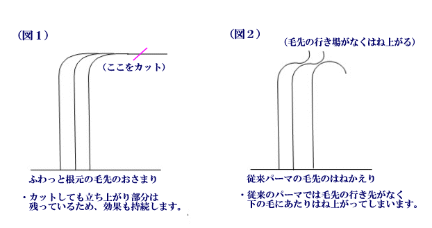 ふわっと根元とパーマの毛先の状態の違い